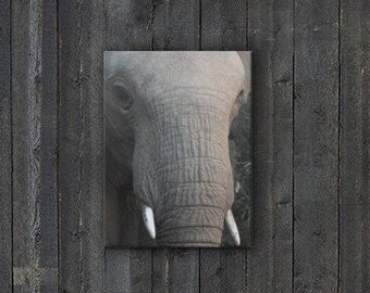Baby Elephant Canvas