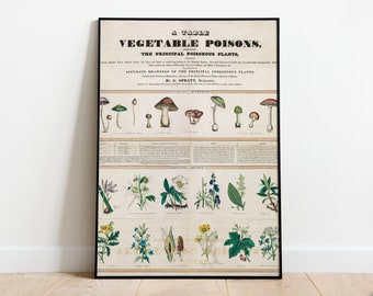 Vintage Poisonous Mushroom Chart Art Wall Print Poster 8x10 16x20 / Mushroom Art Decor Mushroom Gifts / Gift for Plant Lover