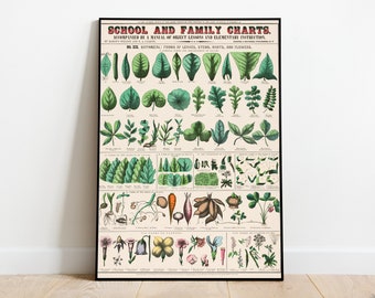 Vintage Plant School and Family Chart Poster 12x16 18x24  | Plant Lover Gift | Botanical Nature Wall Art Print | Plant Decor Neutral Print