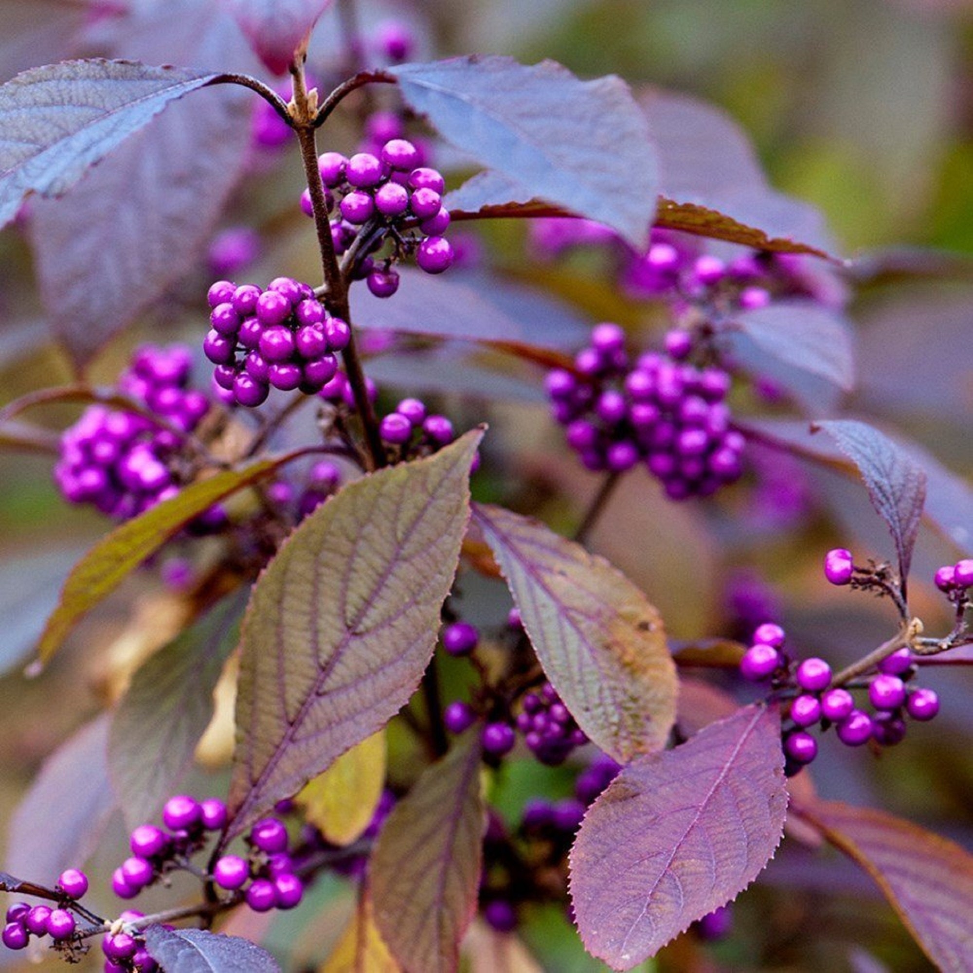 Image of Purple beautybush (Callicarpa dichotoma 'Profusion')