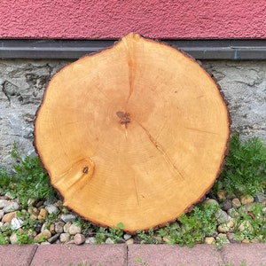 Peut inclure: Une grande tranche de bois ronde de couleur brun clair avec des anneaux de croissance visibles. La tranche de bois est posée sur un lit de petits cailloux gris et de plantes vertes.