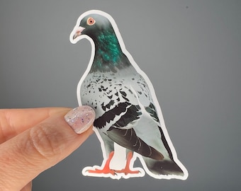 Waterproof pigeon vinyl sticker.