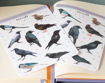 Corvid vinyl sticker sheet. Crow, magpie, jackdaw, jay, bluejay, raven, rook, chough stickers