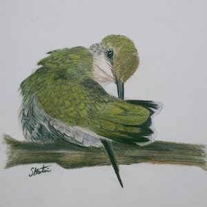 Limitierte Kunst, Giclée-Druck, Kunstdruck, Kolibri Druck, Kolibri Vogel Kunst, Wildtiere