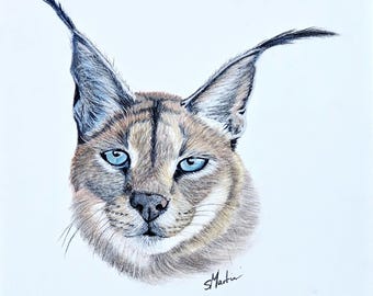 信州まなぶ ポスター Caracal Artwork Bantu - African caracal prints - Olivia Beaumont Fine Art