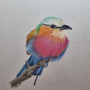 Limited Edition Print ,Lilac Breasted Roller, African Bird Art Print, Giclee Print, Signed and Numbered
