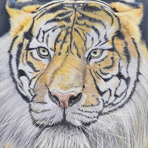 Limited Edition Art Print, Giclee Print, Landscape Matte Art Print , Tiger Art, Tiger Print