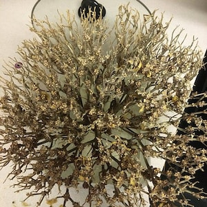 May include: A dried flower arrangement with delicate brown branches and small, dried flower buds.
