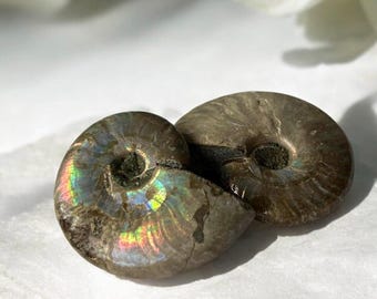 Ammonite Fossil, Madagascar Ammonite, Iridescent Ammonite Shell, Small Fossil for Collectors, Natural Ammonite Crystal