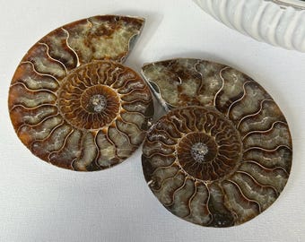 化石アンモナイト 化石ペア 研磨済み 100% 本物標本 マダガスカル 白