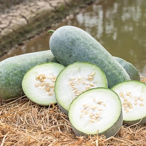 20+ Wax Gourd Seeds | Benincasa hispida | Non-GMO Winter Melon Seeds | Asian Heirloom Vegetable for Soup & Tea, Vegetable Garden