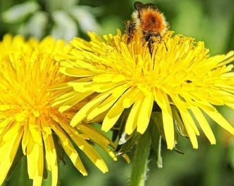 1000+ Seeds | Organic Dandelion Seeds, Non-GMO Perennial Herb, Spring Microgreens, Edible Leaves for Salad, Easy to Grow Wildflower