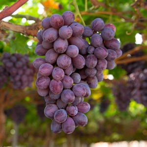 50 Organic Red Grape Seeds | Grow Your Own Sweet Grape Vines | Home Vineyard Project | Non-GMO | May Vary from Parent