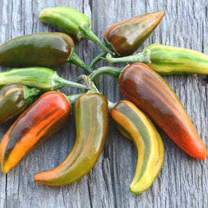 10 Fish Pepper Seeds | Striking Variegated Leaves & Medium-Hot Peppers | Unique Heirloom Variety | Patio Garden Vegetable Seeds