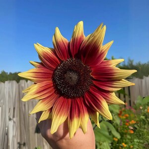 25+ Magic Roundabout Sunflower Seeds, Unique Multi-Color Blooms, Easy to Grow, Perfect for Garden Displays and Pollinator Friendly