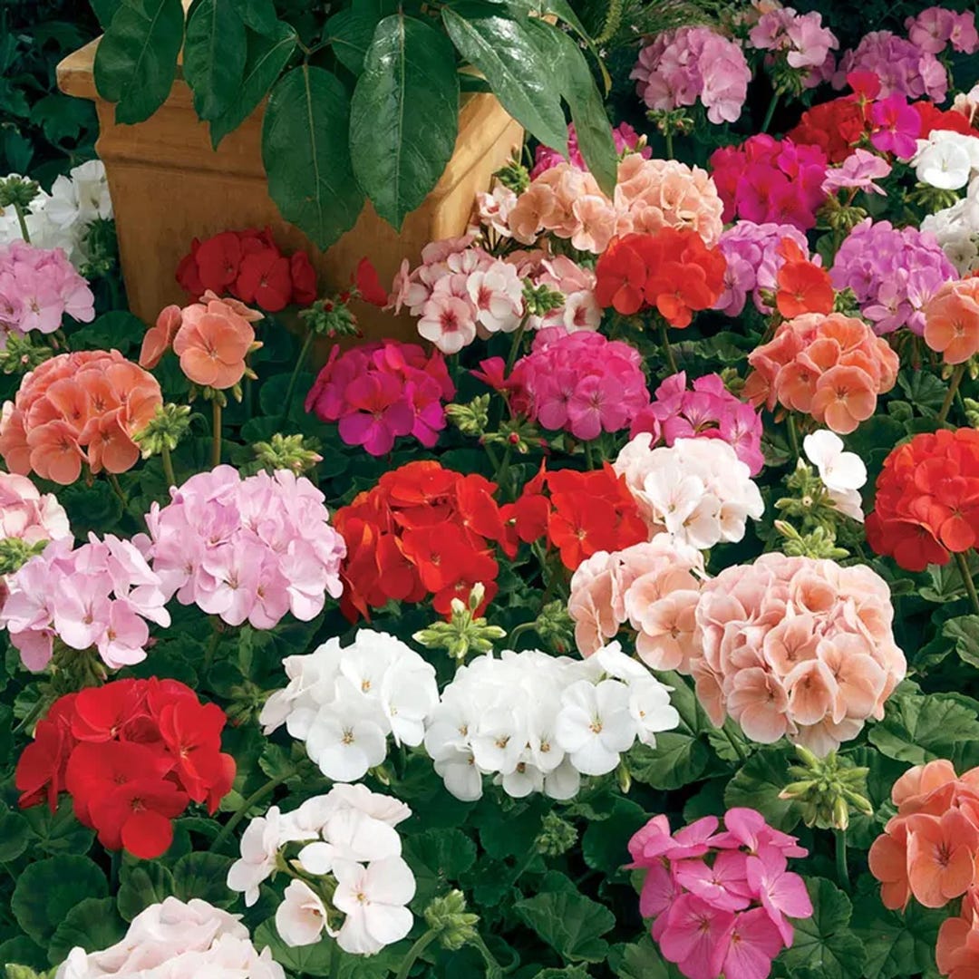 100+ Geranium Mix Seeds | Colorful Blooms for Containers & Borders ...