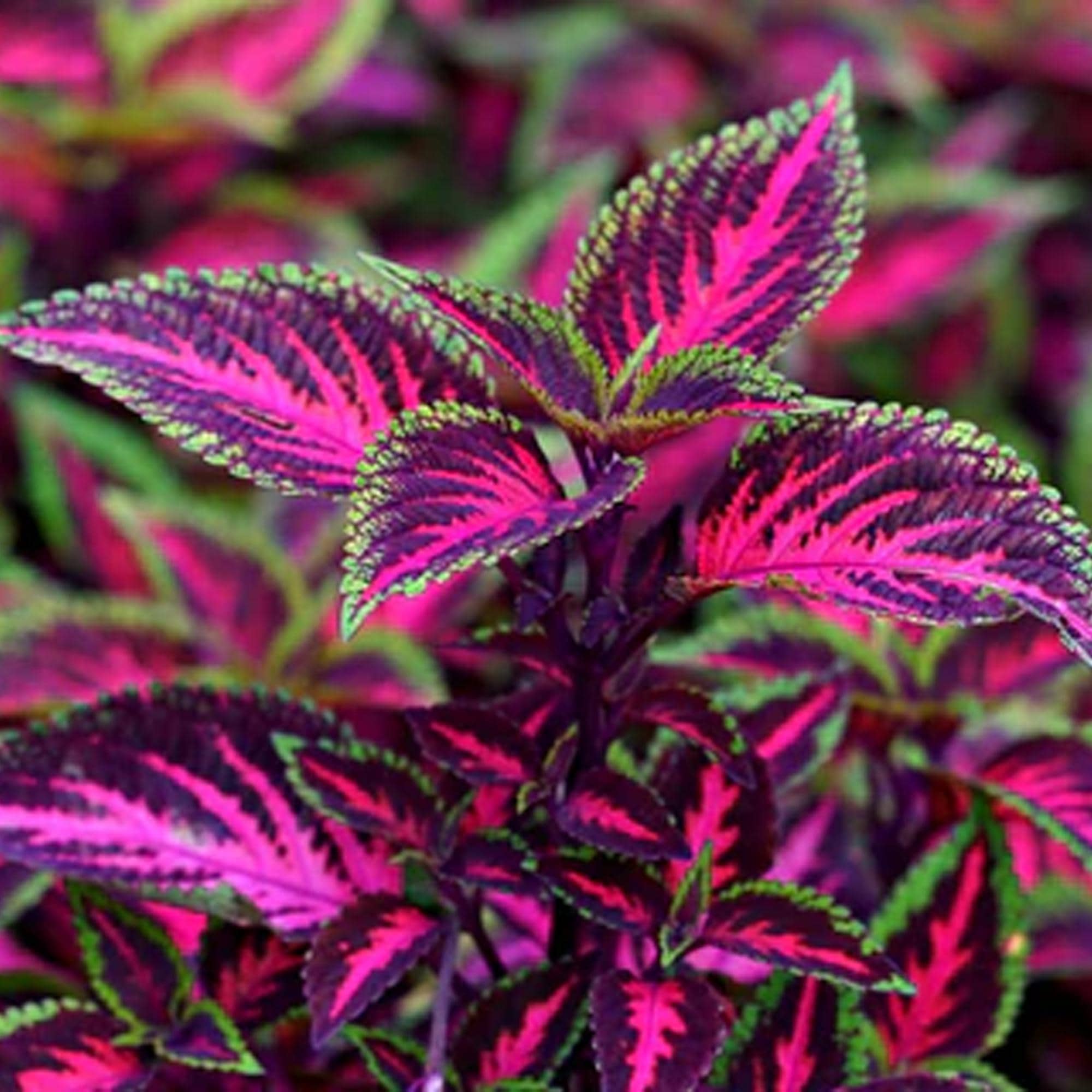 20 Coleus Seeds Rare Color | Pink Black Green Foliage Plant Seeds, Shade Garden Flower Seeds for Gardeners & Plant Collectors