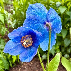 200 Seeds | Himalayan Blue Poppy Seeds | Rare Blue Flower | Meconopsis Betonicifolia | Shade Garden Perennial | Cold Climate Bloom | Non-GMO