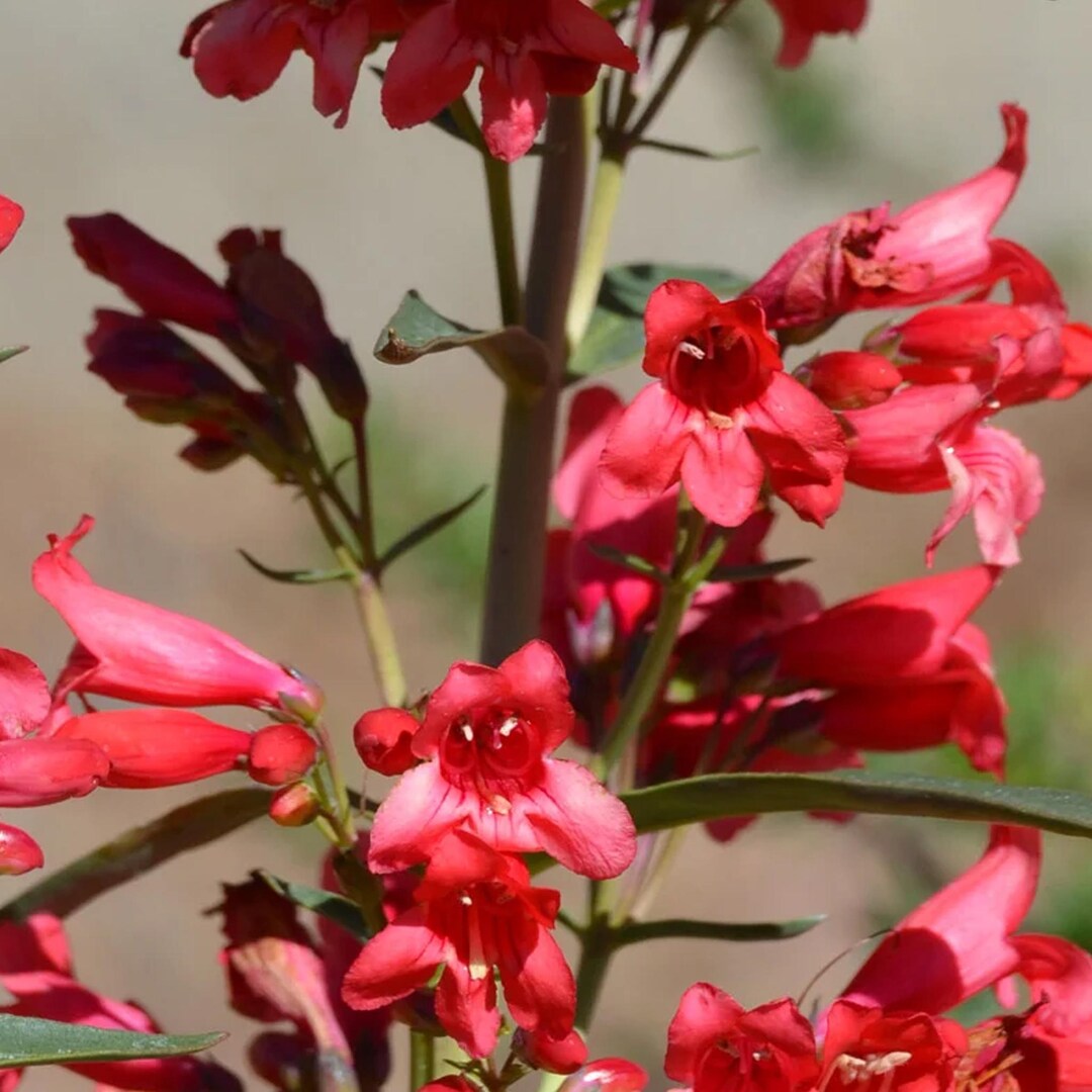 200 Seeds | Penstemon Eaton’s Red Beardtongue, Hummingbird Perennial ...