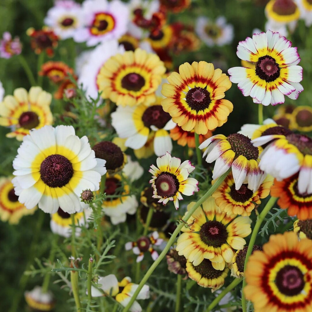 100 Seeds | Painted Daisy Flower Seeds for Gardener, Colorful Pyrethrum ...