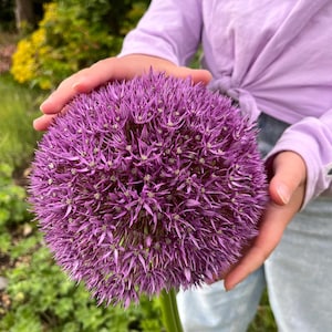 40+ Seeds | Rare Huge Purple Allium Sensation, Giant Aflatunense Blooms, Spring Garden Flowers, Perennial, Bee Friendly, Cut Flower