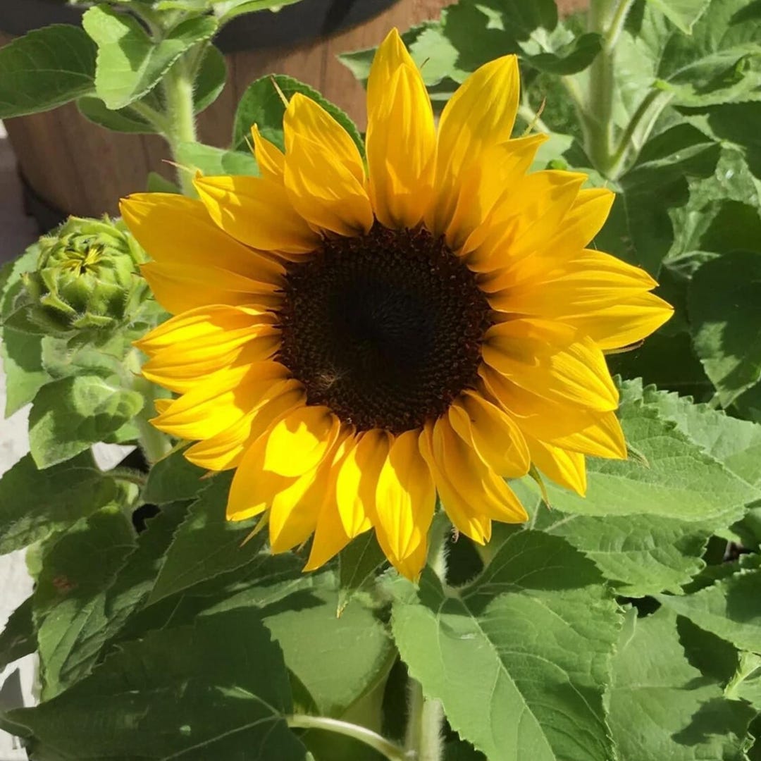 25+ Yellow Dwarf Sunflower Seeds, Compact & Bright Golden Blooms ...