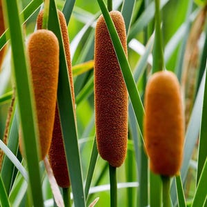 100+ Seeds | Cattail Bullrush Seeds, Hardy Aquatic Pond Plants for Wetlands, Water Gardens, Native Habitat Restoration, Ornamental Grass