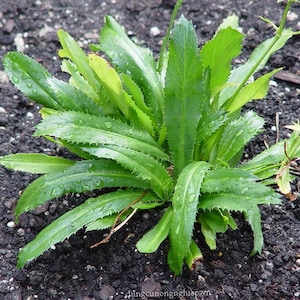 700+ Cilantro Coriander Seeds | Fresh Herb for Cooking | Fast-Growing Garden Plant | Non-GMO | Dual Use Leaves & Seeds