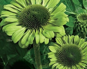 50 Green Jewel Coneflower Seeds | Rare Green Echinacea | Perennial Wildflower | Pollinator-Friendly | Drought Tolerant | Non-GMO Seeds