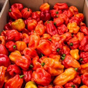 20 Seeds | Red Scotch Bonnet Pepper Seeds, Extra Hot Heirloom Chili, Great for Caribbean Cooking, Non-GMO, Easy to Grow Hot Pepper