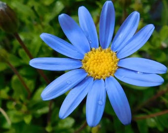 100+ Blue Felicia Daisy Flower Seeds, Rare Sky Blue Garden Flower, Perennial Wildflower, Pollinator-Friendly, Charming Gift for Gardeners