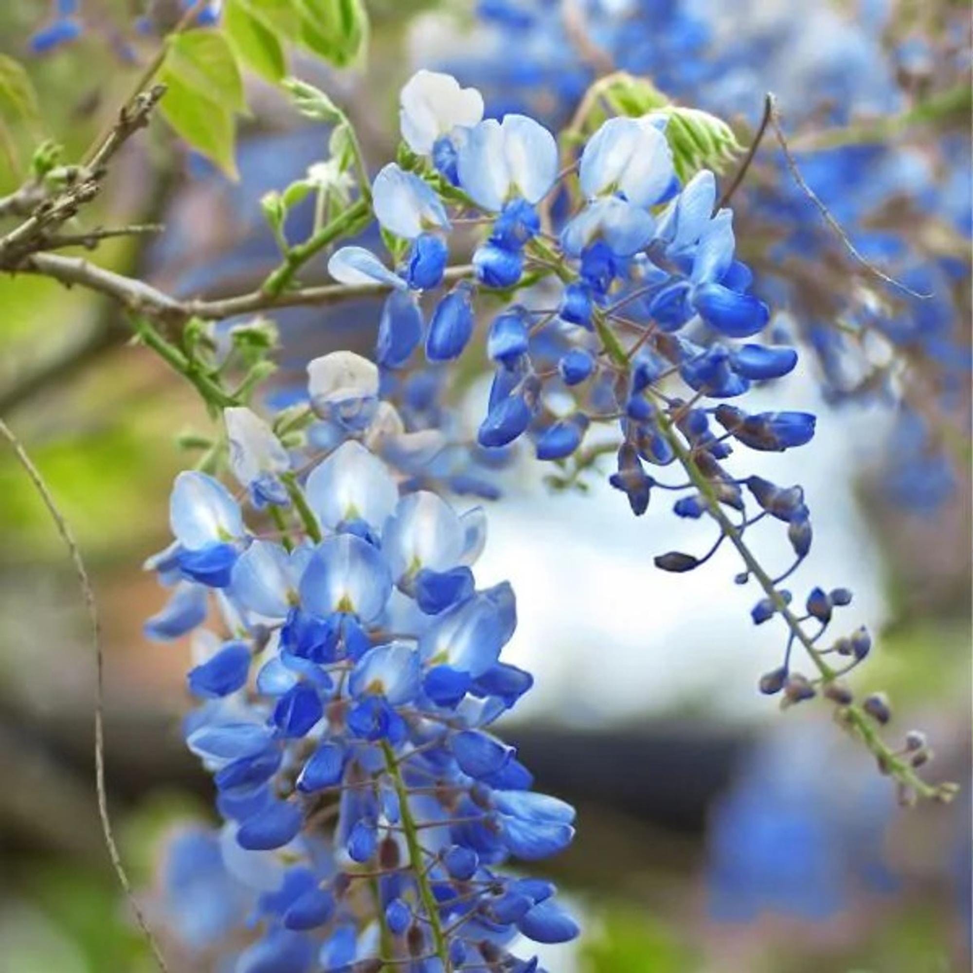10 Blue Chinese Wisteria Seeds - Floribunda Vine For Sun Or Part Shade - S030