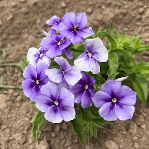 50 Beauty Blue Phlox Seeds | Fragrant Blooms for Pollinator Gardens | Easy Grow Cottage Flower | Perennial Non-GMO Heirloom