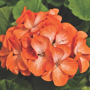 10 Seeds | Orange White Geranium Seeds | Bright Bicolor Flower | Pelargonium Seeds | Easy to Grow Balcony Plant | Non-GMO Annual