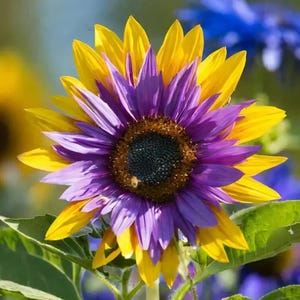 50+ Seeds | Rare Purple Heart Sunflower Seeds, Unique Dark Bloom, Non-GMO Heirloom, Pollinator Friendly, Bold Summer Garden Flower