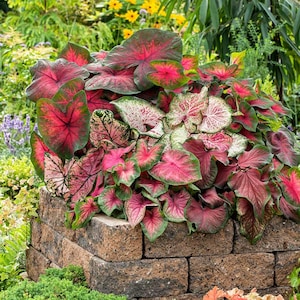 10 Bulbs - Mixed Caladium Bulbs for Planting, Colorful Elephant Ear Leaves, Fancy Perennial Foliage, Shade Garden Plants for Pots & Beds