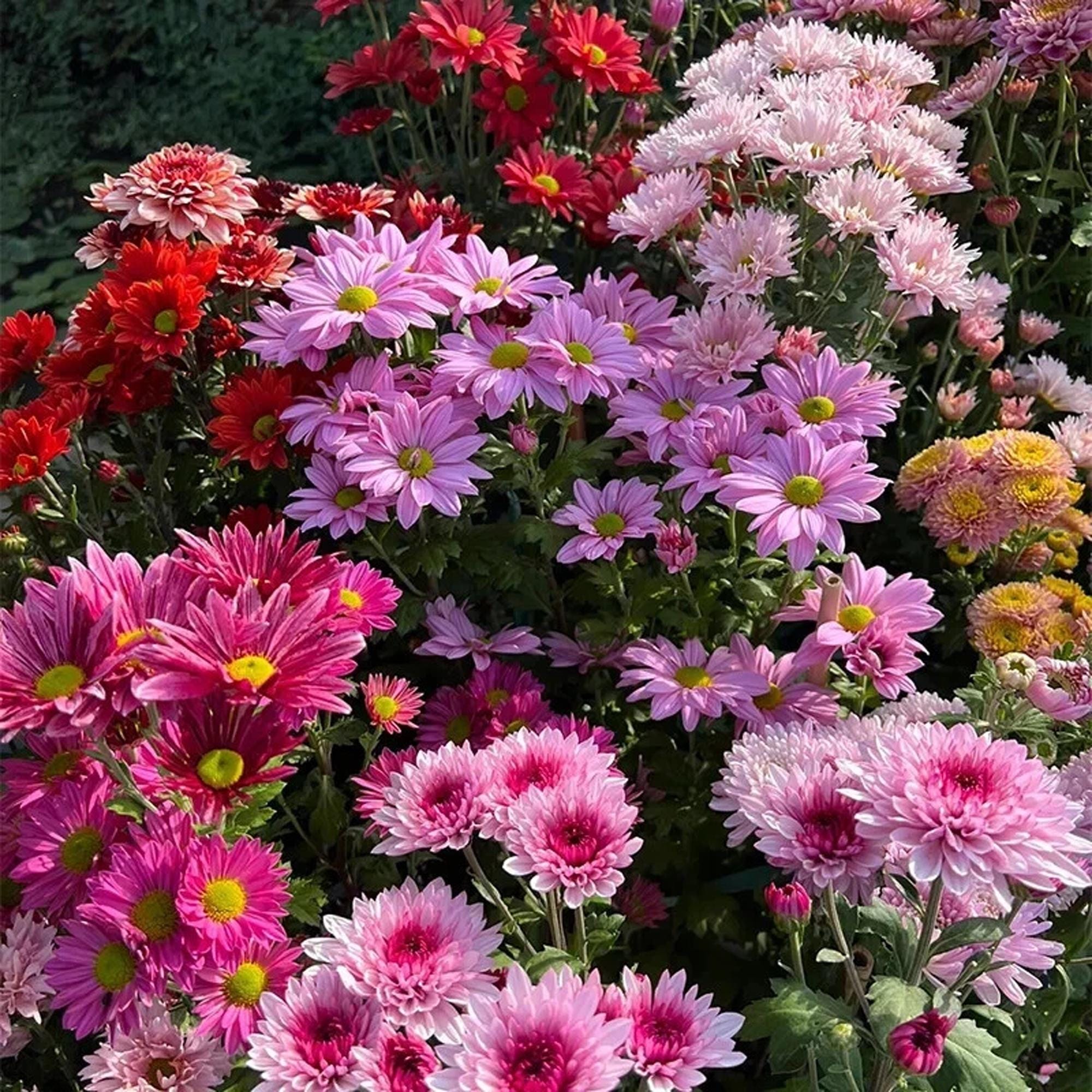 Garden Mum Mix Flower Seeds 50+ Garden Mum Mix Chrysanthemum Seeds -  Colorful Fall Flower Seeds For Planting Fall Garden Mum Seeds