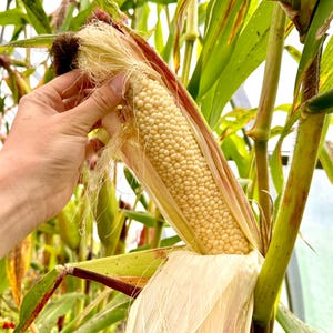 Country Gentleman Sweet Corn Seeds, Heirloom Shoepeg Corn, Non-GMO Open Pollinated White Corn, Tender Sweet Kernels, Summer Garden Favorite