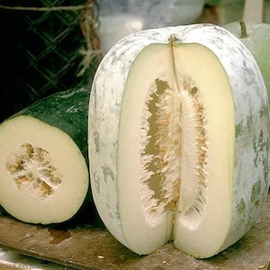 20+ Wax Gourd Seeds | Benincasa hispida | Non-GMO Winter Melon Seeds | Asian Heirloom Vegetable for Soup & Tea
