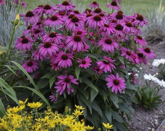 50 Bright Purple Coneflower Seeds | Echinacea Purpurea | Pollinator Flower | Drought-Tolerant Perennial | Non-GMO | Easy Wildflower