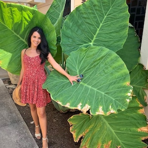 2 Bulbs | Pack Giant Elephant Ear Bulbs, Colocasia Taro Root Plants, Large Tropical Perennial Foliage, Easy Grow for Garden & Pots