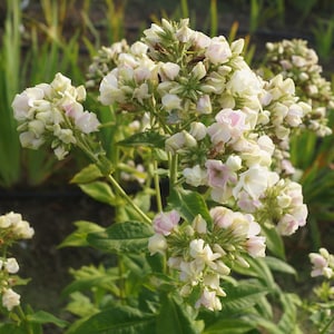 50 Seeds | Cream de la Cream Phlox Seeds, Rare Cream-Colored Phlox Flower Seeds for Planting, Elegant Perennial Blooms for Cottage Garden