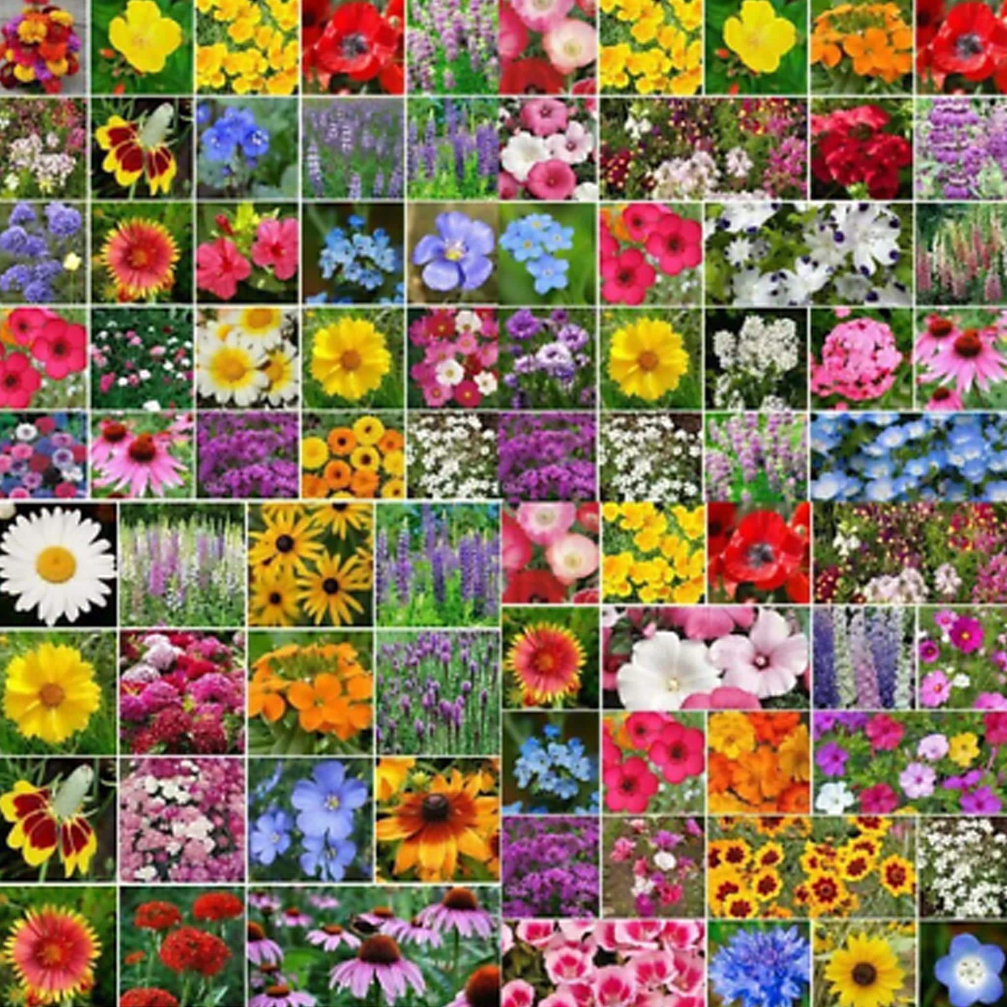 5000 Seeds | Bulk Wildflower Mix for Landscaping - Pure Non-GMO Seeds, Easy to Grow, Pollinator-Friendly, Top Garden Favorites USA