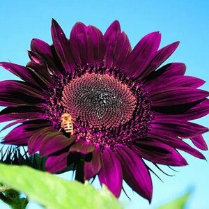 50 Seeds | Purple Sunflower Seeds For Planting, Heirloom Non-GMO Variety, Unique Garden Blooms, Pollinator Friendly, Easy To Grow Flowers