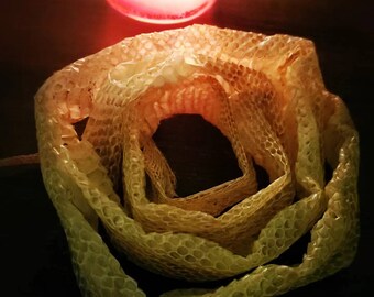 Snake Shed Full - Etsy