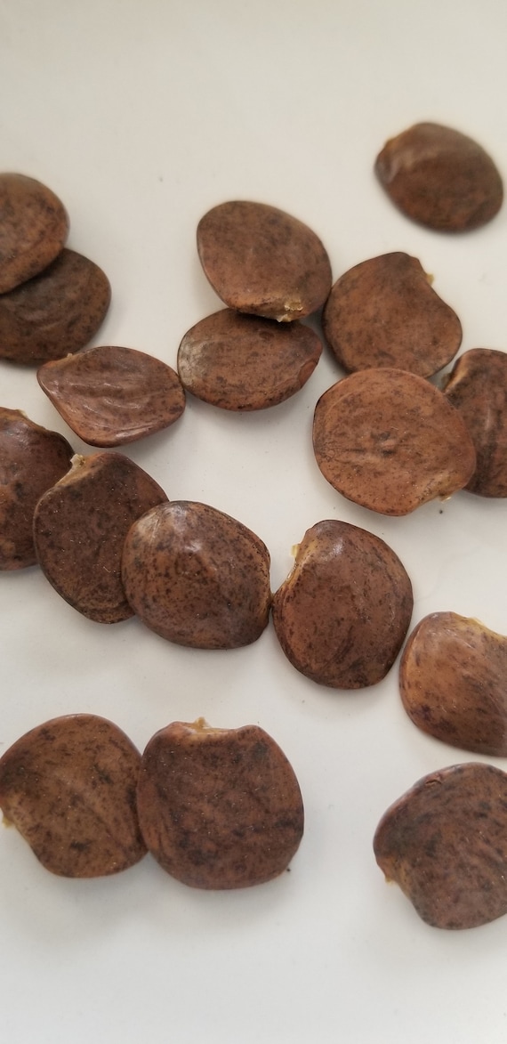 15 Japanese Wisteria Seeds