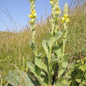 May include: A close-up of a group of yellow mullein flowers growing in a field of tall grass. The flowers are tall and slender, with a cluster of yellow blooms at the top. The grass is green and brown, and the sky is blue.