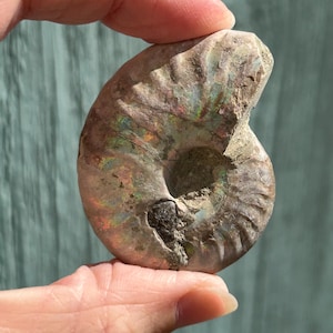 May include: A fossilised ammonite shell featuring a spiral shape with textured ridges and a smooth, iridescent surface displaying flashes of green, red, and gold colours. The fossil has a central depression and a dark, rough patch near the centre.