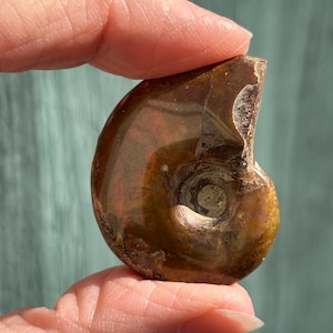 May include: A polished, brown ammonite fossil with a spiral shape. The fossil has a smooth, glossy surface with visible internal chambers and a central, circular pattern. The fossil is held between two fingers.