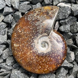 May include: A fossilised ammonite shell featuring a polished, deep brown surface with intricate, light-coloured suture patterns that spiral inward towards the centre. The shell exhibits a smooth, glossy texture and a distinct coiled shape.